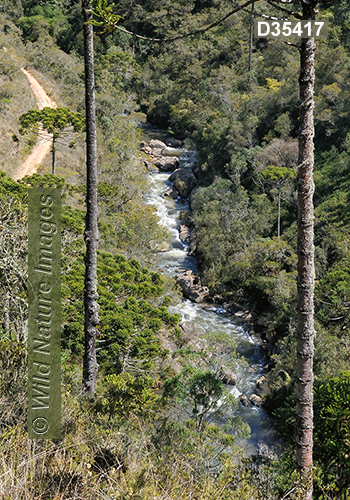 Campos do Jordao State Park, Sao Paulo, Brazil